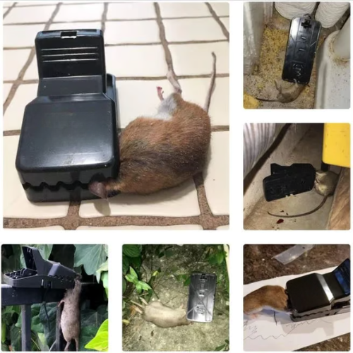 Más vendido™ - Trampa de Presión para Ratones | Robusta, Reutilizable y de Alta Resistencia